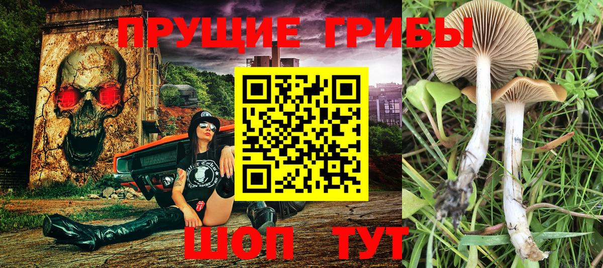 Псилоцибиновые грибы мицелий Лысьва